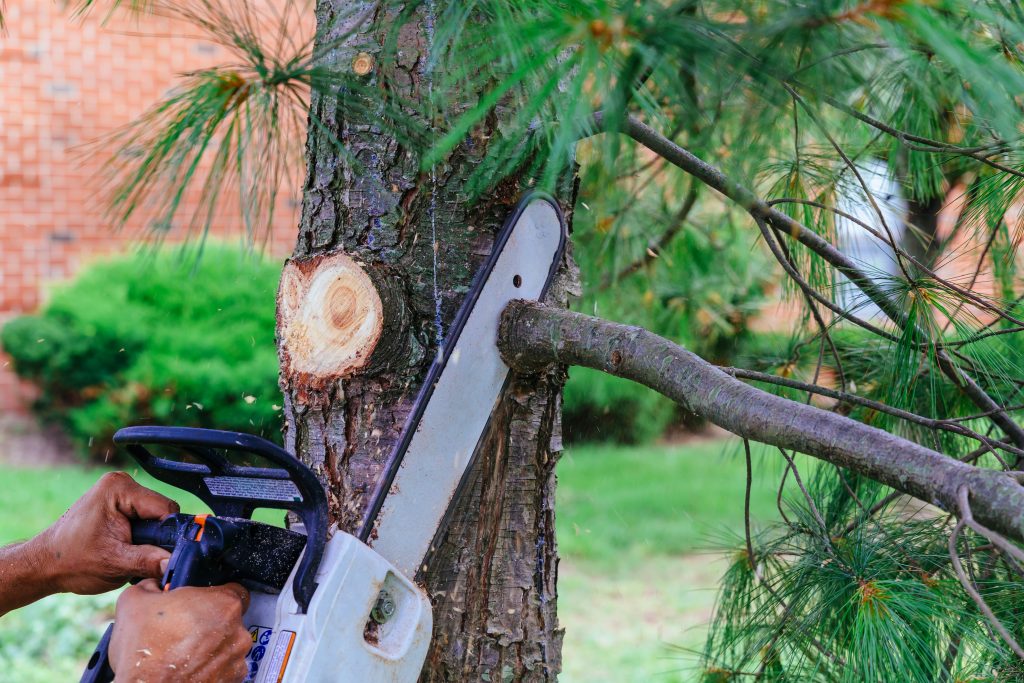 A man uses a chainsaw for tree pruning, which is available as part of States Communications commercial and residential tree services in Southwest Virginia and Northeast Tennessee.